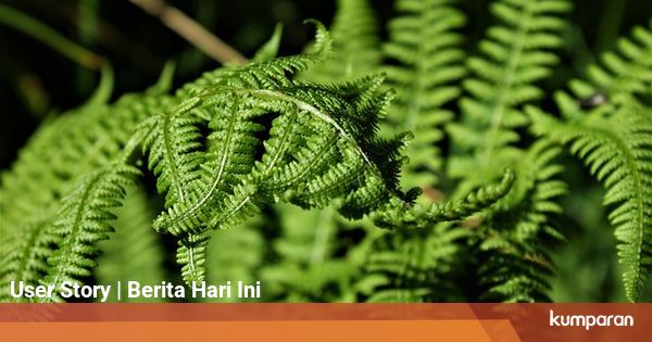 Kingdom Plantae: Pengertian, Ciri, dan Klasifikasi